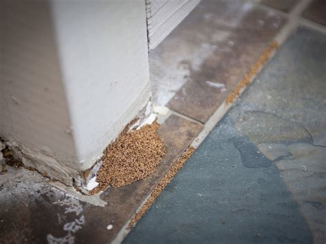 How to Get Rid of Termites from Your Home - realestate.com.au