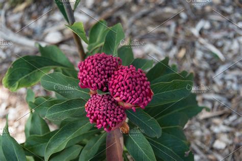 Red waratah flower | Waratah flower, Flowers, Flower arrangements