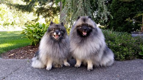 Keeshond | Dogs | Breed Information | Omlet