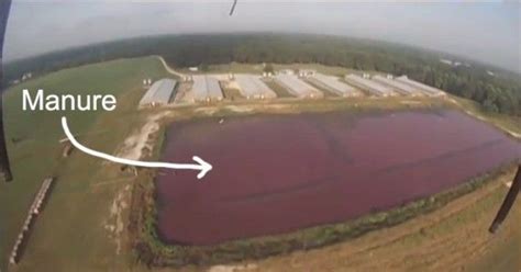 Court Rules Factory Farm Manure Akin to Pollution. “Industrial ...