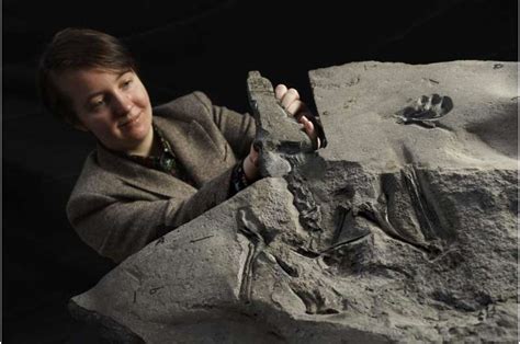 'Superbly preserved' pterosaur fossil unearthed in Scotland