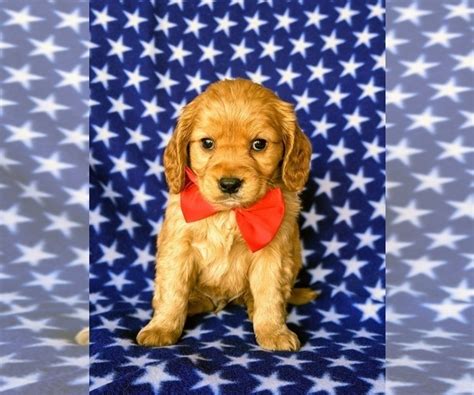 View Ad: Golden Cavalier Puppy for Sale near Pennsylvania, HONEY BROOK, USA. ADN-199555