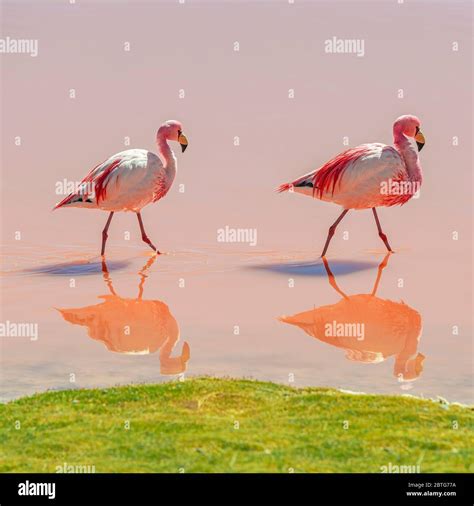 James Flamingo (Phoenicoparrus jamesi) wading through the waters of the Laguna Colorada (Red ...