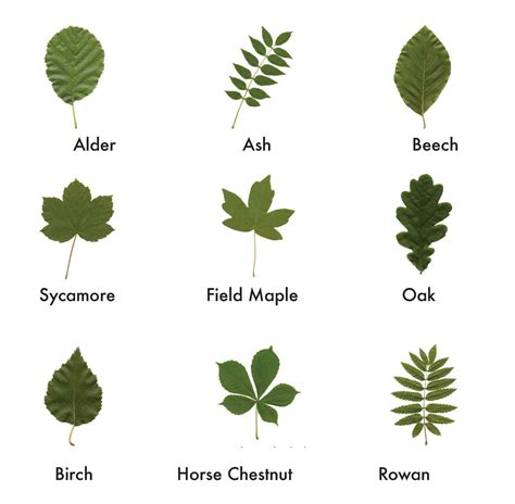 Join in | Tree leaf identification, Leaf identification, Leaves