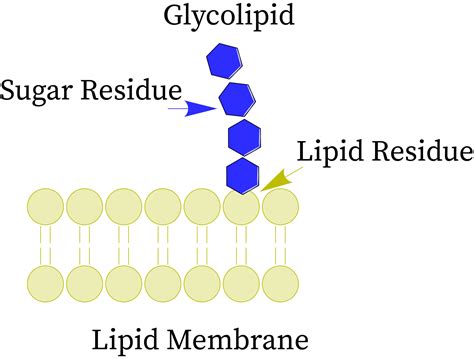 Glycolipid