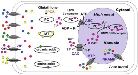 Vacuolar sequestration of heavy metals in plant cell. Following the... | Download Scientific Diagram