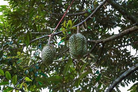 Durian Tree Images, HD Pictures For Free Vectors Download - Lovepik.com