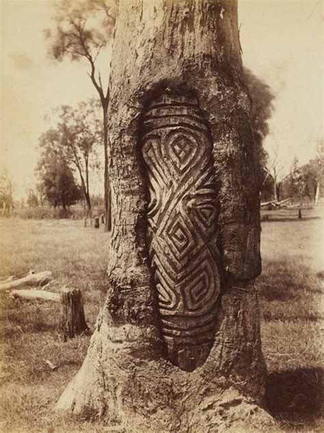 A Wiradjiri dendraglyph or tree carving - these ancient designs were ...