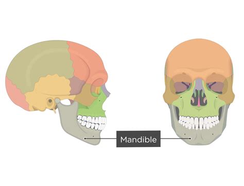 Mandible bone: anatomy and labeled diagram | GetBodySmart