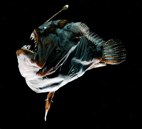 Deep-sea anglerfishes have evolved a new type of immune system