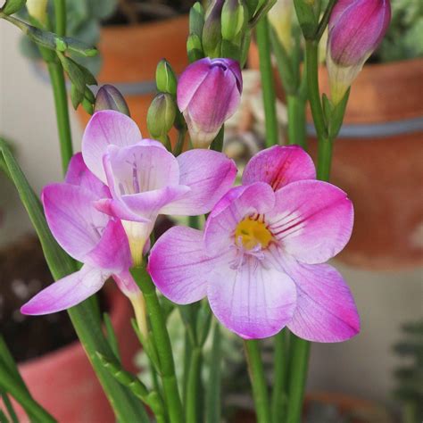 Intense Pink Single Freesia Bulbs For Sale Online | (Fragrant) – Easy ...