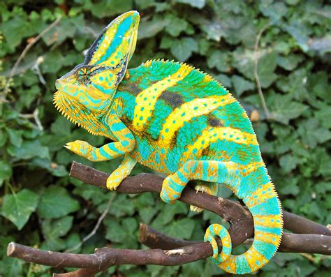 Premium High Color Baby Veiled Chameleons For Sale Online (Driskel Bloodline) from FL Chams, Buy ...