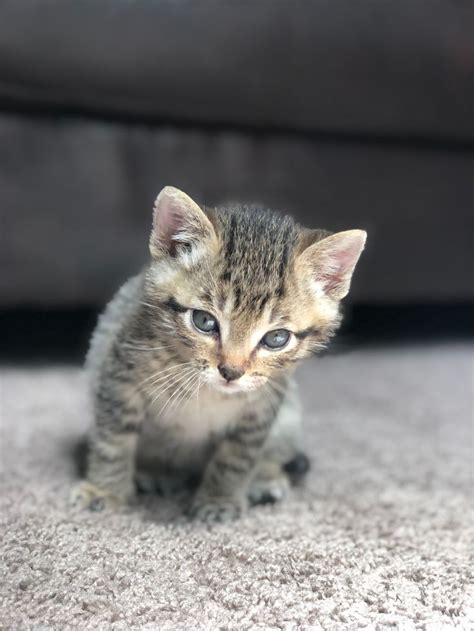 Information Regarding the Manx Cat | Kittens cutest, Grey tabby kittens, Kitten pictures