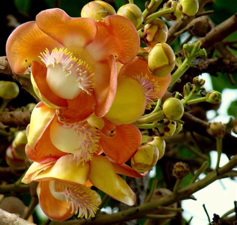 Discover-SriLanka: SRI LANKA - FLOWERS [ CANNONBALL TREE ]