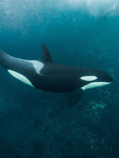 Killer Whale Side View