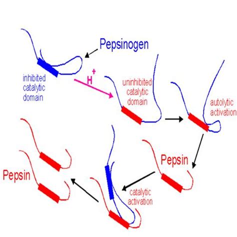 Difference between Pepsin and Pepsinogen