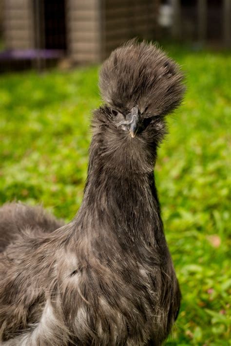 Complete Guide To The Silkie Chicken Breed