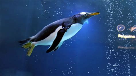 Detroit Zoo to close penguin center for 9 months