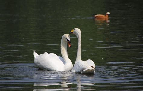 Yellow beak swan and swan by Solgalovamaria on DeviantArt