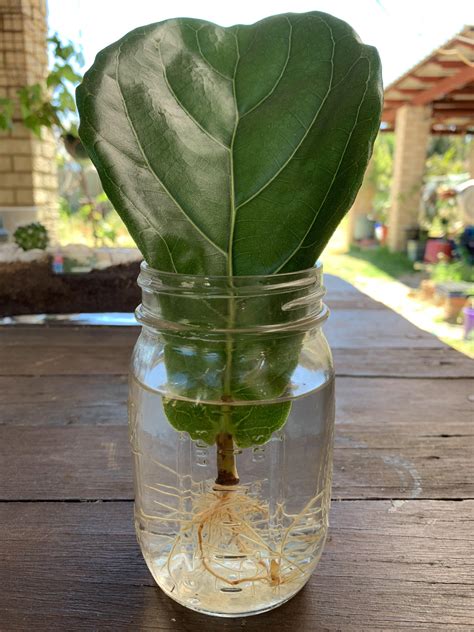 How To Propagate A Fiddle Leaf Fig In Water - Indoor Plant Care