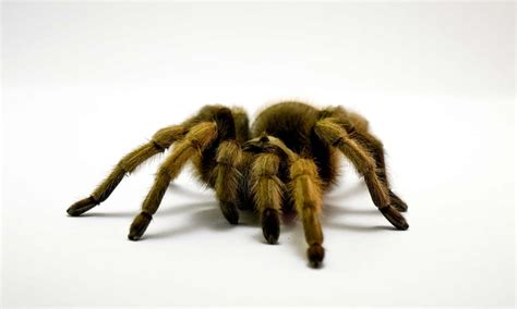 Tarantula Lifespan: How Long Do Tarantulas Live? - A-Z Animals