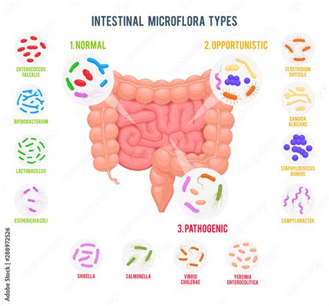 Realistic flat vector illustration of small and large intestine ...