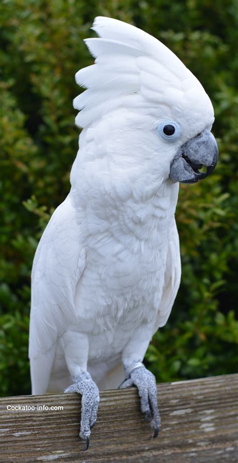 Showering a cockatoo – Cockatoo Info