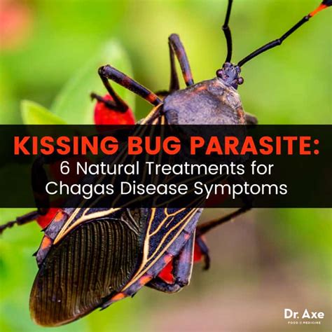 Kissing Bug Parasite: Chagas Disease Symptoms + 6 Natural Treatments | Best Pure Essential Oils