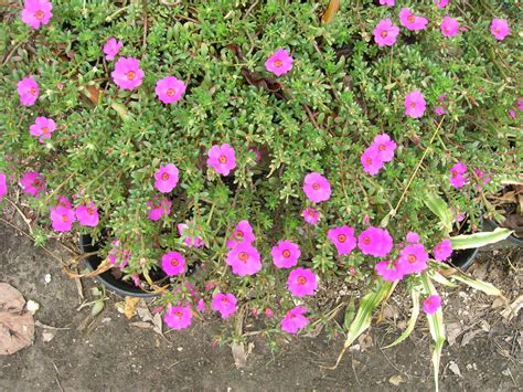 Portulaca Grandiflora Ground Cover