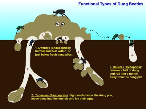 Recogiendo hojas traje promesa why do dung beetles roll dung sombrero botella Muy lejos