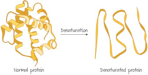 Structure Of Proteins Classification Of Proteins Denaturation And | My XXX Hot Girl