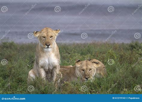 Portrait of Wild Lion in Its Natural Habitat Stock Photo - Image of ...