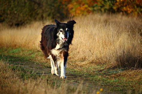 Border,dog,herding dog,purebred dog,border collie - free image from needpix.com