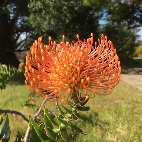 Leucospermum cordifolium 'Perry's Orange' - 1 gallon plant – Norrie's Gift and Garden Shop at ...