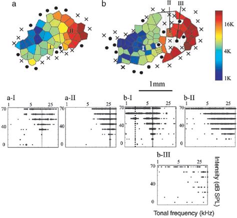 Figure 2 from Specialization of primary auditory cortex processing by ...