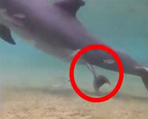 Watch incredible moment of dolphin giving birth in the sea