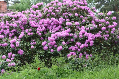 Rhododendron bush by Flyg-stock on DeviantArt