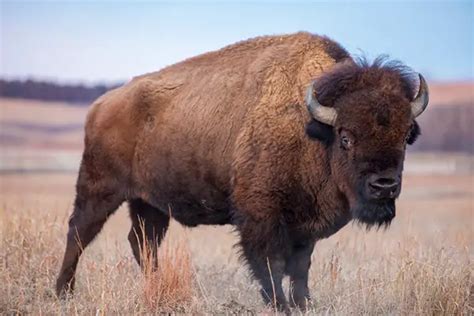 American Bison Facts for Kids - Education site