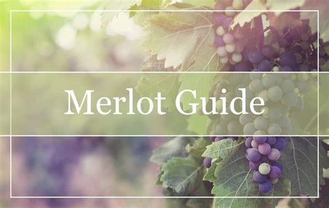 What is Merlot Wine? All You Need to Know - Welcome to WinePros!