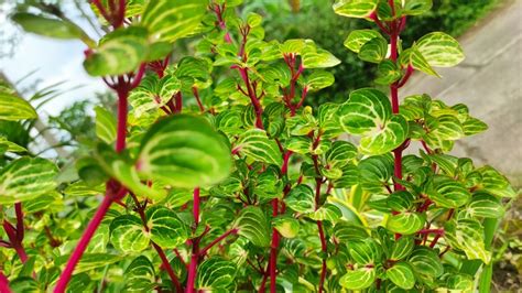 Bloodleaf Plant: Everything You Should Know Before Planting