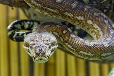 Study: Ancient Snakes Had Ankles, Toes | OutdoorHub