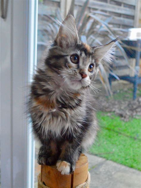 Maine Coon Bengal Mix Kittens For Sale | koratcapicturesny