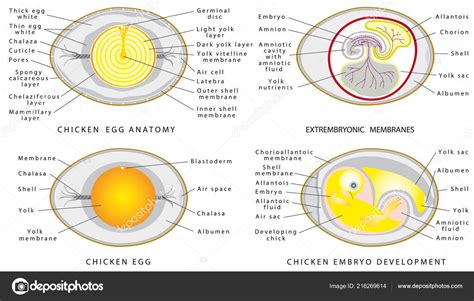 Chicken Egg Anatomy Chicken Egg Structure White Background Cross ...