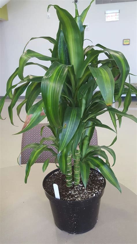 Dracaena fragrans 'massangeana' | Plantas jardin, Ideas de jardinería, Plantas