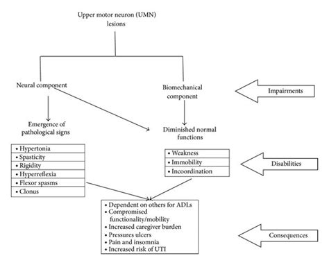 Why Does Upper Motor Neuron Lesion Cause Spasticity | Webmotor.org