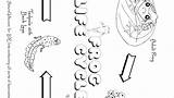 Frog Life Cycle Coloring Worksheets Pages sketch template
