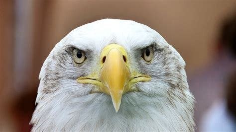 Eagle Species: Top 15 Most Beautiful Eagle Species In the World - Did u ...