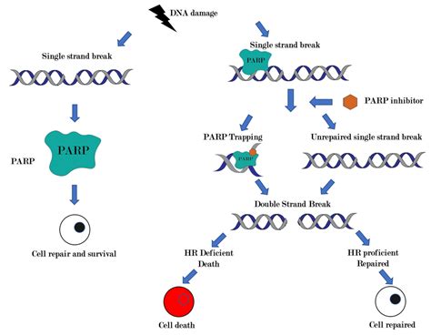 mal humor Vueltas y vueltas borde parp inhibitor mechanism of action ...