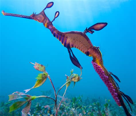 Marine Species: Weedy Seadragon • Scuba Diver Life