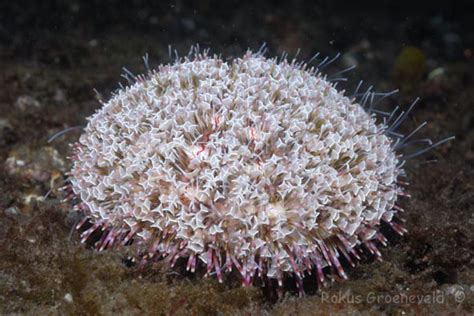 Is there a venemous sea urchin - Reef Central Online Community